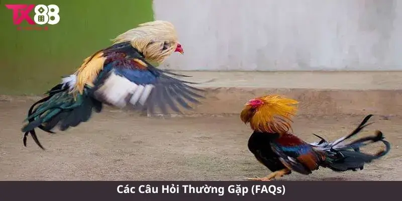 Các Câu Hỏi Thường Gặp (FAQs)