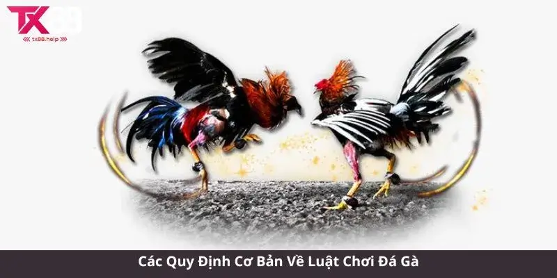 Các Quy Định Cơ Bản Về Luật Chơi Đá Gà