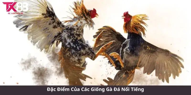 Đặc Điểm Của Các Giống Gà Đá Nổi Tiếng