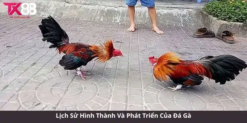 Lịch Sử Hình Thành Và Phát Triển Của Đá Gà