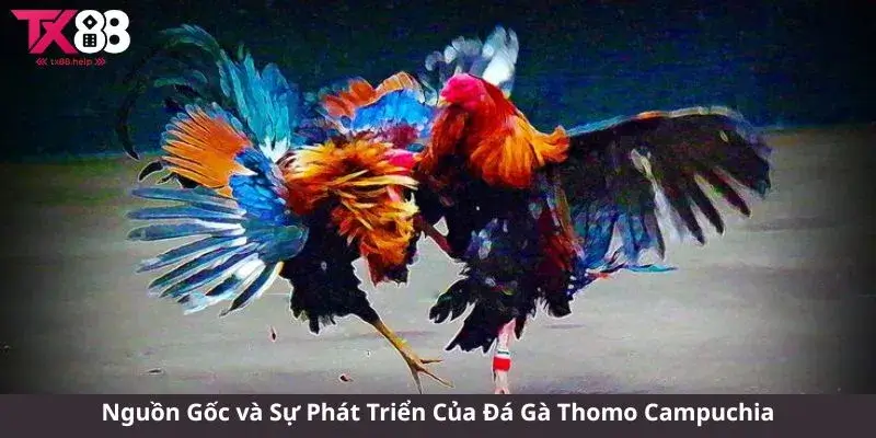 Nguồn Gốc và Sự Phát Triển Của Đá Gà Thomo Campuchia