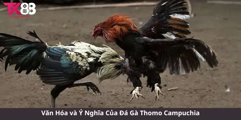 Văn Hóa và Ý Nghĩa Của Đá Gà Thomo Campuchia